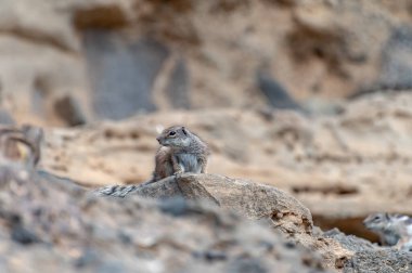 Sincap ya da barbar yer sincabı kışın İspanya 'nın Kanarya Adaları Fuerteventura kentindeki güneş ışığında koyu lav taşlarının üzerinde oturur.