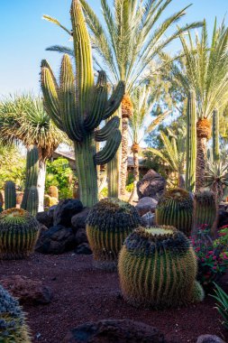 Farklı tropik sulu bitkilere sahip botanik bahçesi. Güneşli bir günde yeşil kaktüsler.
