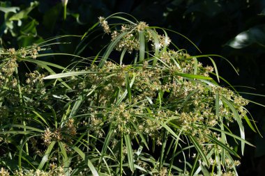 Antik bitki, gölet suyunda yetişen yeşil papirüs bitkisi.