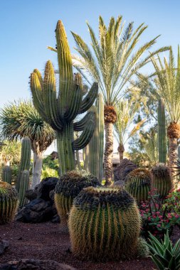 Farklı tropik sulu bitkilere sahip botanik bahçesi. Güneşli bir günde yeşil kaktüsler.