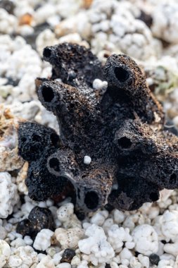 Beyaz patlamış mısır şekilli mercanlar ve deniz kabukları Corralejo, Fuerteventura, Kanarya adaları, İspanya 'da beyaz mercan plajlarında, kışın gidilecek yer