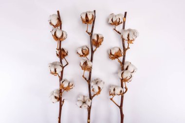 Ev dekorasyonu, pamuk bitkileriyle kurumuş dal, beyaz arka planda doğal lif mutfağı ve yatak tekstili kaynağı.