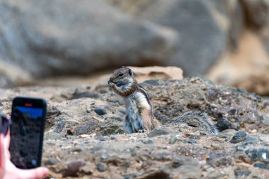 Chipmunk or barbary ground squirrel animal sits on dark lava stones in sun lights on Fuerteventura, Canary Islands, Spain in winter clipart