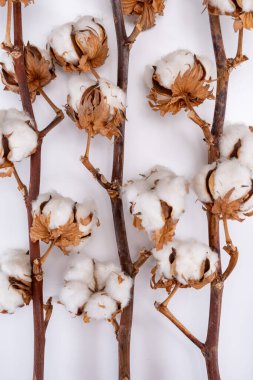 Ev dekorasyonu, pamuk bitkileriyle kurumuş dal, beyaz arka planda doğal lif mutfağı ve yatak tekstili kaynağı.
