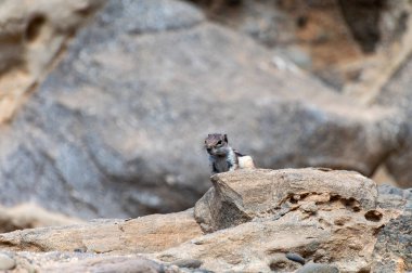 Chipmunk or barbary ground squirrel animal sits on dark lava stones in sun lights on Fuerteventura, Canary Islands, Spain in winter clipart