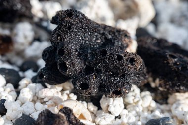 Beyaz patlamış mısır şekilli mercanlar ve deniz kabukları Corralejo, Fuerteventura, Kanarya adaları, İspanya 'da beyaz mercan plajlarında, kışın gidilecek yer