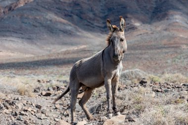 Fuerteventura adasının güney kısmının gri eşekleri ve kayalık volkanik manzarası, İspanya, Kanarya adalarında eko çiftçiliği