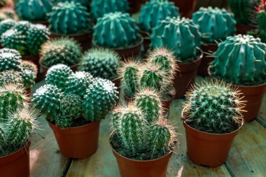 Bahçe bitkileri farklı tropikal sulu bitkilerle dolu yeşil kaktüsler kapanıyor.