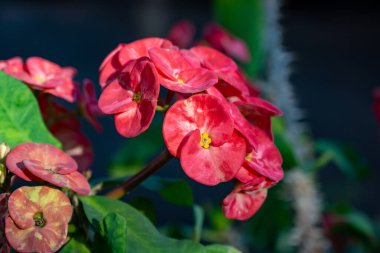 Kapalı alanda ve dışarıda süslü pembe çiçekler tropikal bitki öforbisi milisi ya da dikenli taç, İsa bitkisi yakın plan