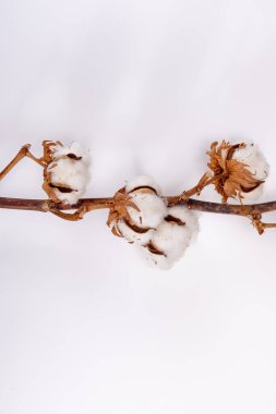 Ev dekorasyonu, pamuk bitkileriyle kurumuş dal, beyaz arka planda doğal lif mutfağı ve yatak tekstili kaynağı.