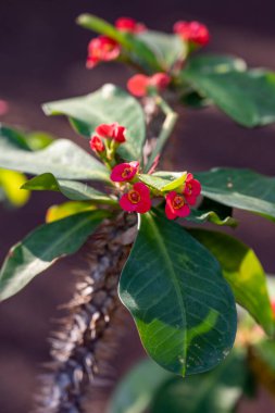 Kapalı alanda ve dışarıda süslü pembe çiçekler tropikal bitki öforbisi milisi ya da dikenli taç, İsa bitkisi yakın plan
