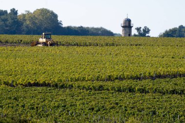 Harvest time on green vineyards, wine domain or chateau in Haut-Medoc red wine making region, Bordeaux, left bank of Gironde Estuary, France clipart