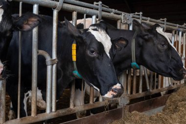 Hollanda 'da organik peynir çiftliğinde ineklerin beslenmesi, Hollanda' da gouda sert peynir üretimi, çiftlik ziyareti