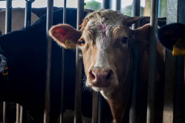 Hollanda 'da organik peynir çiftliğinde ineklerin beslenmesi, Hollanda' da gouda sert peynir üretimi, çiftlik ziyareti