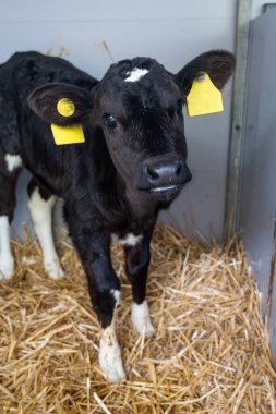 İnek yetiştiriciliği, Hollanda 'da organik peynir çiftliğinde küçük bir buzağı, Hollanda usulü gouda peyniri üretimi.