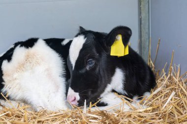 İnek yetiştiriciliği, Hollanda 'da organik peynir çiftliğinde küçük bir buzağı, Hollanda usulü gouda peyniri üretimi.