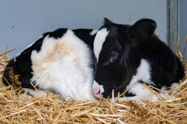 İnek yetiştiriciliği, Hollanda 'da organik peynir çiftliğinde küçük bir buzağı, Hollanda usulü gouda peyniri üretimi.