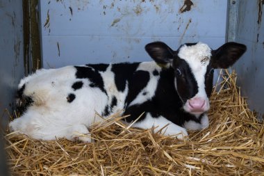 İnek yetiştiriciliği, Hollanda 'da organik peynir çiftliğinde küçük bir buzağı, Hollanda usulü gouda peyniri üretimi.