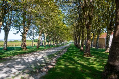 Şarap sahasında ağaçlar ya da Haut-Medoc şatosunda kırmızı şarap üreten bölge, Bordeaux, Gironde Estuary 'nin sol kıyısında, Fransa