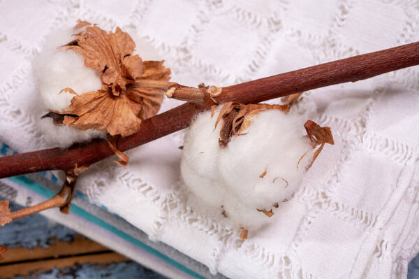Soft natural fiber kitchen and bed textile made from organic white cotton bolls close up