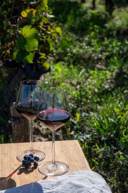 Kırmızı Bordeaux şarabı, Merlot ya da Cabernet Sauvignon şarabı Pomerol, Saint-Emilion şarap üretim bölgesi, Fransa, Bordeaux 'daki Cru sınıfı üzüm bağlarında kırmızı şarap tatma