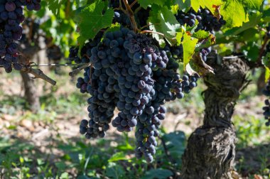 Olgun Merlot veya Cabernet Sauvignon kırmızı şarap üzümleri Pomerol, Saint-Emilion şarap üretim bölgesinde hasat için hazır, Fransa, Bordeaux