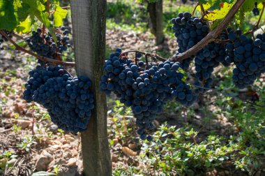 Olgun Merlot veya Cabernet Sauvignon kırmızı şarap üzümleri Pomerol, Saint-Emilion şarap üretim bölgesinde hasat için hazır, Fransa, Bordeaux