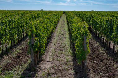 Pomerol köyündeki üzüm hasadı, kırmızı Bordeaux şarabı üretimi, Merlot veya Cabernet Sauvignon üzümleri Pomerol 'daki cru sınıfı üzüm bağlarında, Saint-Emilion şarap üretim bölgesi, Fransa, Bordeaux