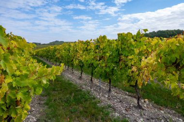 Charente, Konyak beyaz şarap bölgesindeki üzüm bağlarında hasat zamanı. Fransa 'da konyak güçlü alkol damıtımı için ugni blanc üzümleri hasat etmeye hazır.