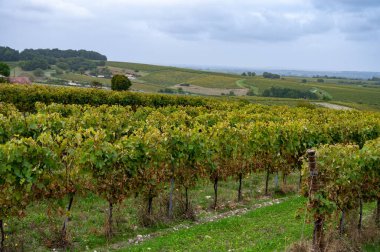 Charente, Konyak beyaz şarap bölgesindeki üzüm bağlarında hasat zamanı. Fransa 'da konyak güçlü alkol damıtımı için ugni blanc üzümleri hasat etmeye hazır.