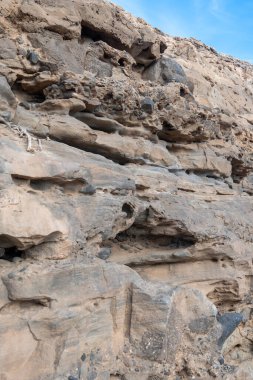 Oldest rocks of Canary Islands in cave network in town of Ajuy, north of Pajara, geological wonder consists of sedimentary substrates formed in deep ocean, Cretaceous period clipart