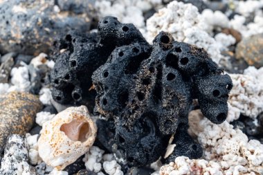 Beyaz patlamış mısır şekilli mercanlar ve deniz kabukları Corralejo, Fuerteventura, Kanarya adaları, İspanya 'da beyaz mercan plajlarında, kışın gidilecek yer