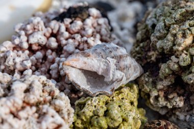 Beyaz patlamış mısır şekilli mercanlar ve deniz kabukları Corralejo, Fuerteventura, Kanarya adaları, İspanya 'da beyaz mercan plajlarında, kışın gidilecek yer