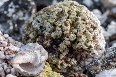 Beyaz patlamış mısır şekilli mercanlar ve deniz kabukları Corralejo, Fuerteventura, Kanarya adaları, İspanya 'da beyaz mercan plajlarında, kışın gidilecek yer