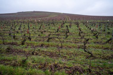 Winter time on Champagne grand cru vineyards near Ambonnay village, rows of old grape vines without leaves, green grass, wine making in France clipart