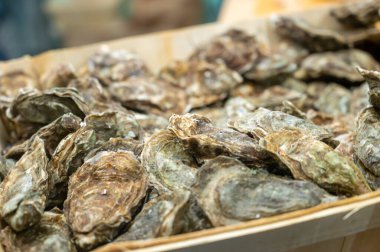 Günlük balık pazarında günün avı, taze istiridye, Cancale, Brittany, Atlantik Okyanusu, Fransa
