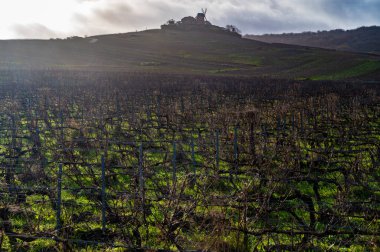 Verzenay ve Mailly yakınlarındaki Champagne Grand Cru üzüm bağlarında kış zamanı, yapraksız eski üzüm bağları, yeşil çimenler, Fransa 'da şarap yapımı