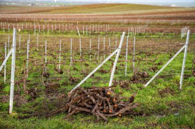 Pruned grapevines, winter time on Champagne grand cru vineyards near Verzenay and Mailly, rows of old grape vines without leave, wine making in France clipart