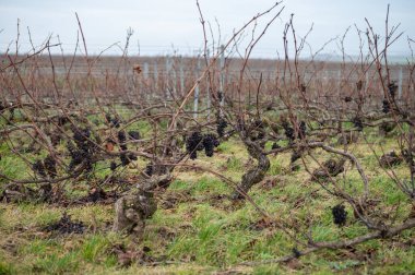 Winter time on Champagne grand cru vineyards near Verzenay, Verzy, Mailly, rows of old grape vines without leave, wine making in France clipart