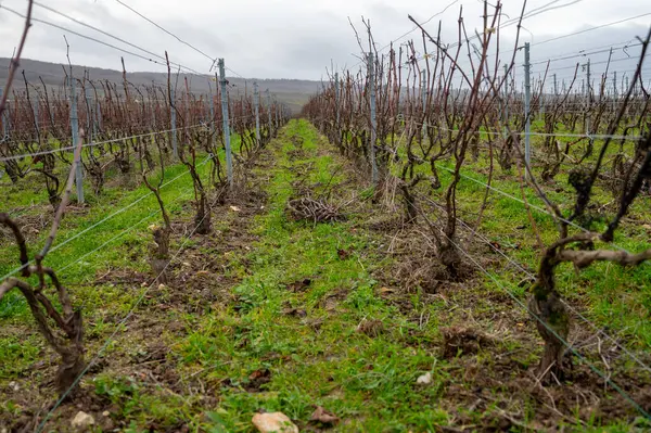 Verzenay ve Mailly yakınlarındaki Champagne Grand Cru üzüm bağlarında kış zamanı, yapraksız eski üzüm bağları, yeşil çimenler, Fransa 'da şarap yapımı