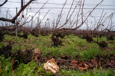 Ambonnay köyü yakınlarındaki Champagne Grand Cru üzüm bağlarında kış zamanı, yapraksız eski üzüm bağları, Fransa 'da yeşil çimen, şarap yapımı