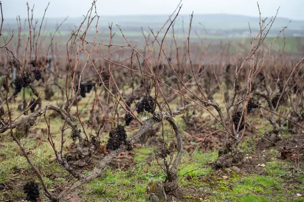 Verzenay, Verzy, Mailly yakınlarındaki Champagne Grand Cru üzüm bağlarında kış zamanı, izinsiz üzüm bağları, Fransa 'da şarap yapımı