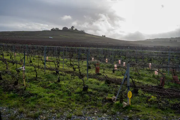 Verzenay, Verzy, Mailly yakınlarındaki Champagne Grand Cru üzüm bağlarında kış zamanı, izinsiz üzüm bağları, Fransa 'da şarap yapımı