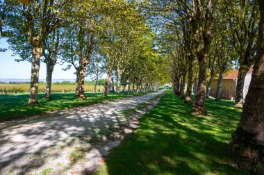 Road with trees in wine domain or chateau in Haut-Medoc red wine making region, Bordeaux, left bank of Gironde Estuary, France clipart