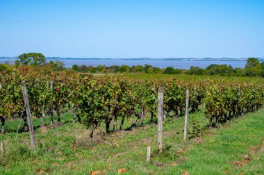 Fransa 'nın Gironde Estuary bankasının sol kıyısında, Bordeaux bölgesinde, Haut-Medoc kırmızı şarap üreten yeşil üzüm bağlarında, şarap sahasında veya şatoda hasat zamanı