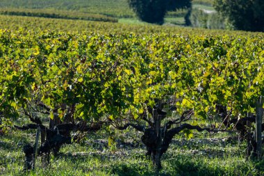 Fransa 'nın Gironde Estuary bankasının sol kıyısında, Bordeaux bölgesinde, Haut-Medoc kırmızı şarap üreten yeşil üzüm bağlarında, şarap sahasında veya şatoda hasat zamanı