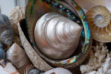 Farklı tropikal deniz kabuklarından oluşan güzel bir koleksiyon. Beyaz inci rengi Trochus Tectus niloticus, mercanlar, yaklaşın.