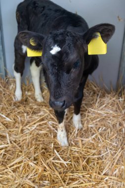 İnek yetiştiriciliği, Hollanda 'da organik peynir çiftliğinde küçük bir buzağı, Hollanda usulü gouda peyniri üretimi.