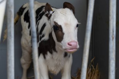 İnek yetiştiriciliği, Hollanda 'da organik peynir çiftliğinde küçük bir buzağı, Hollanda usulü gouda peyniri üretimi.