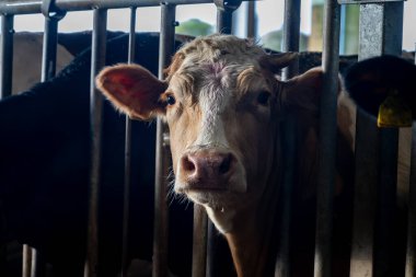 Hollanda 'da organik peynir çiftliğinde ineklerin beslenmesi, Hollanda' da gouda sert peynir üretimi, çiftlik ziyareti